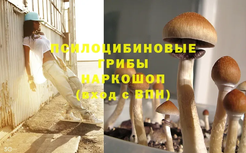 где можно купить наркотик  Заволжье  Галлюциногенные грибы Magic Shrooms 